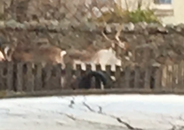 A herd of reindeer have appeared outside my house.