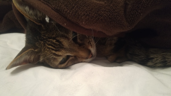 Oldest age cat you've had?