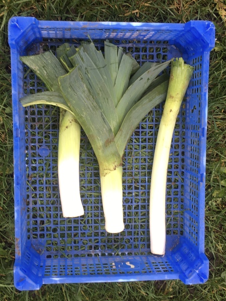Allotment?Veg Patch Thread 13! Are we weathering the weather?