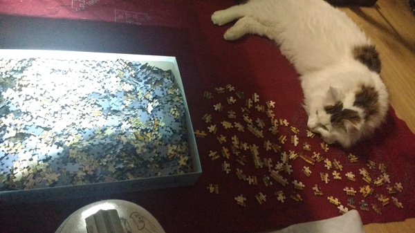 PB on the bed, dreamies and chat
