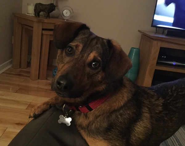 To ask you to post pictures of your pets?