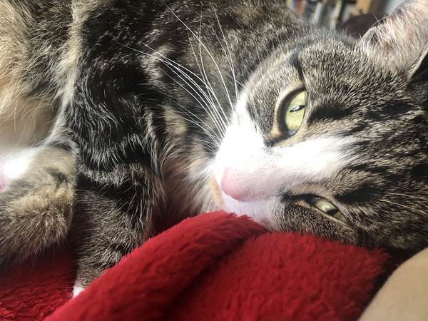 To ask you to post pictures of your pets?