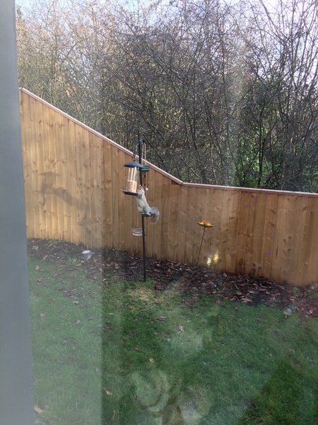 Cheeky squirrel
