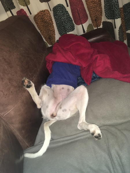 Sell me your dog