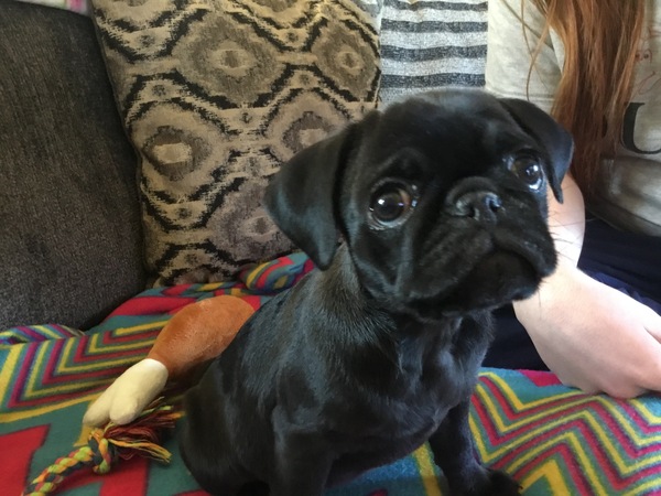 Sell me your dog