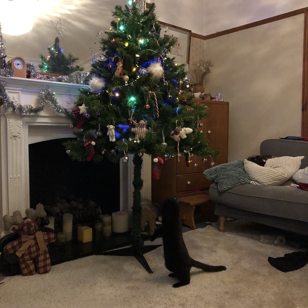 Kittens and Christmas tree
