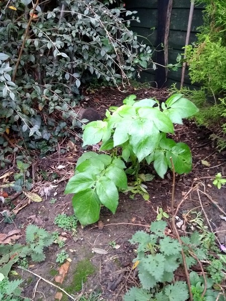 Plant ID help