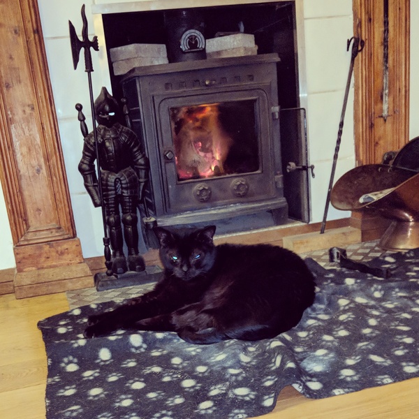 To ask you to post pictures of your pets?