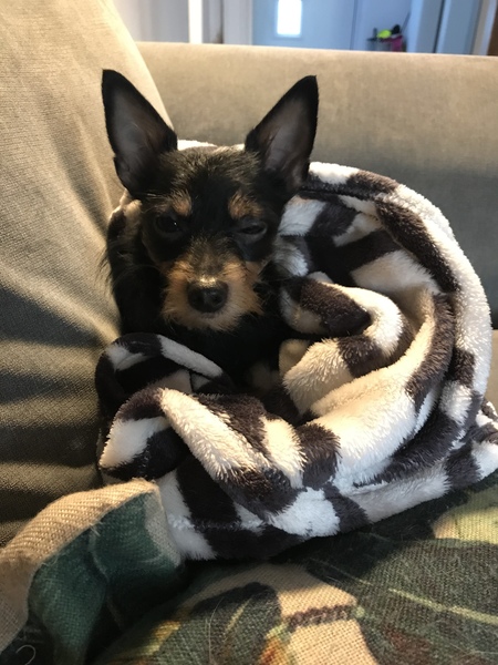 To ask you to post pictures of your pets?