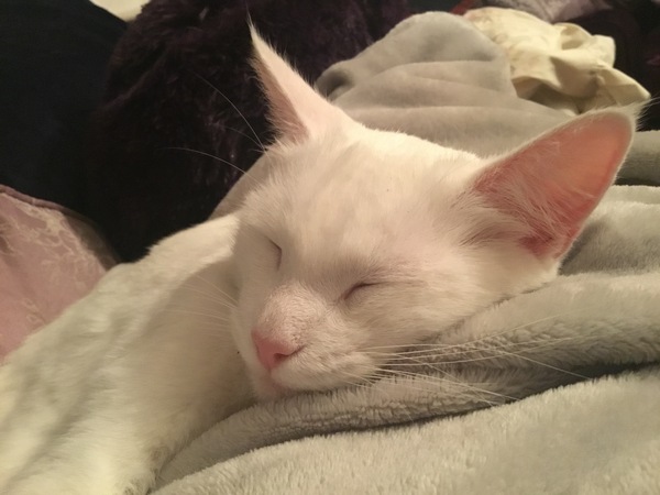 Cats aids/FIV