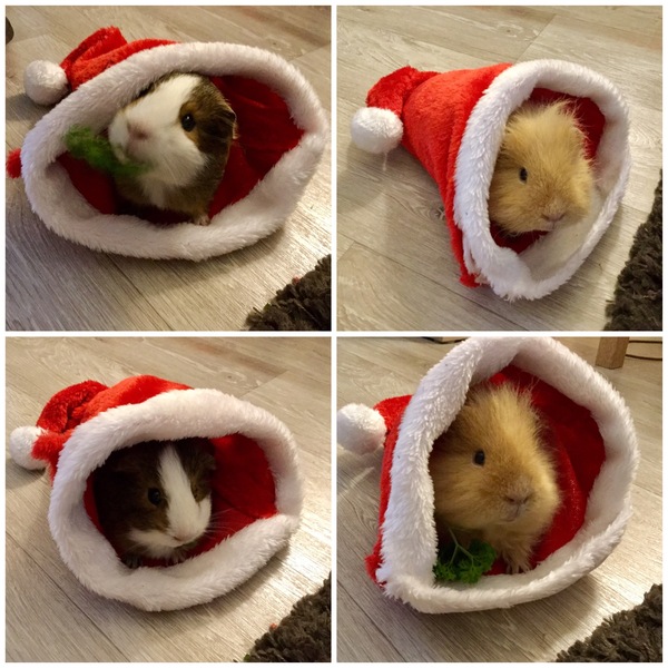 Small Pets Annual Christmas Photos