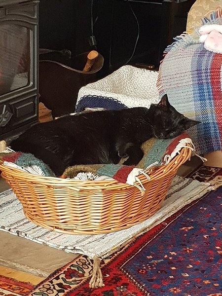 My boy is being pts tomorrow