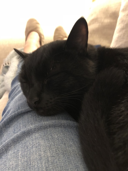 Reluctant cat owner