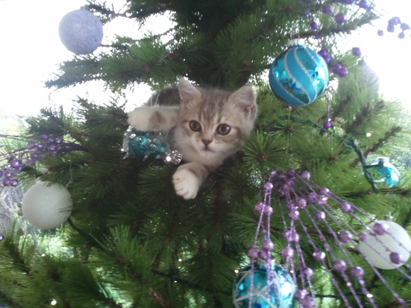Anyone else’s not the least bit bothered about the tree?