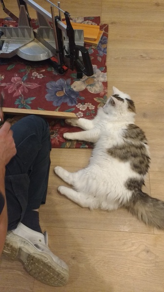 What's your DCat up to today? (Thread 7!)