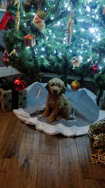 I know puppies aren't just for Christmas. I'm not daft.
