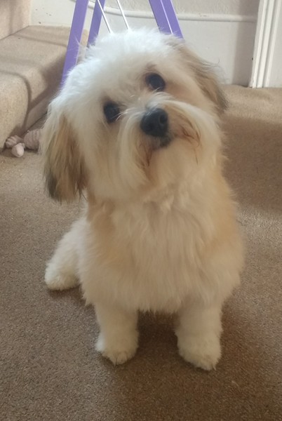 Can you assist by suggesting a dog breed or cross for dogsblog search?