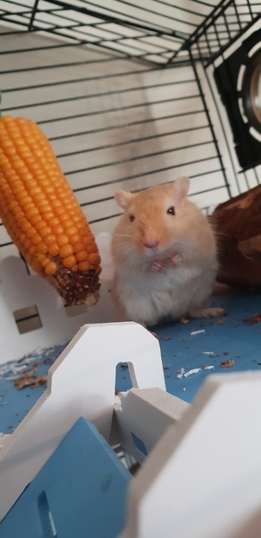 To ask you to post pictures of your pets?