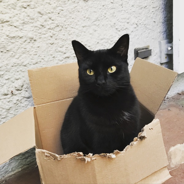 My cat likes to hide in boxes.