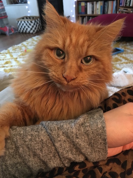 Female Ginger Kitten (and humble brag)