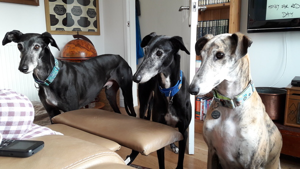 What type of dog would you recommend to us?