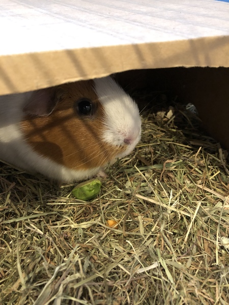 Small Pets Annual Christmas Photos