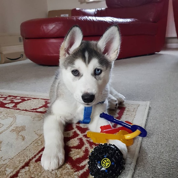 Puppy support