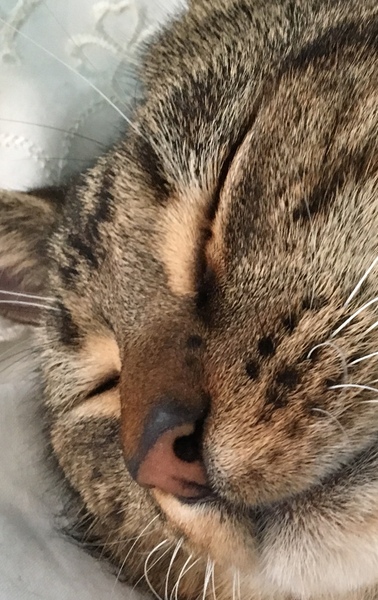 Noses