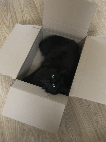 My cat likes to hide in boxes.