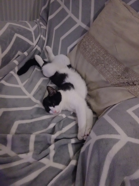 The difference a cat can make ...