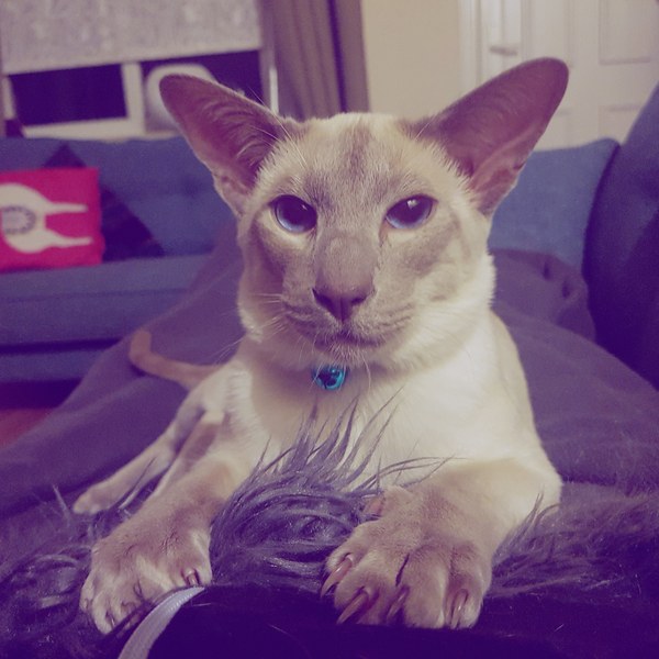 To ask you to post pictures of your pets?