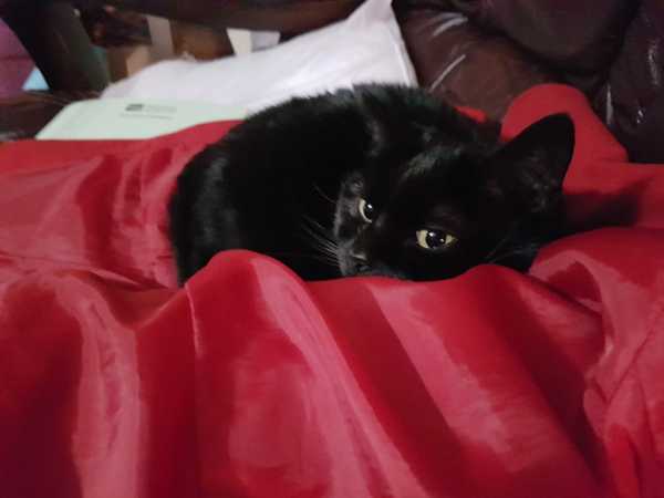 My cat may be an evil genius