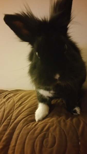 To ask you to post pictures of your pets?