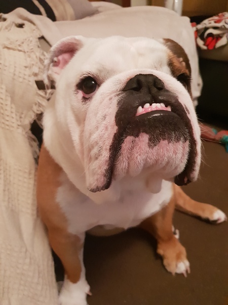 My fucking puppy
