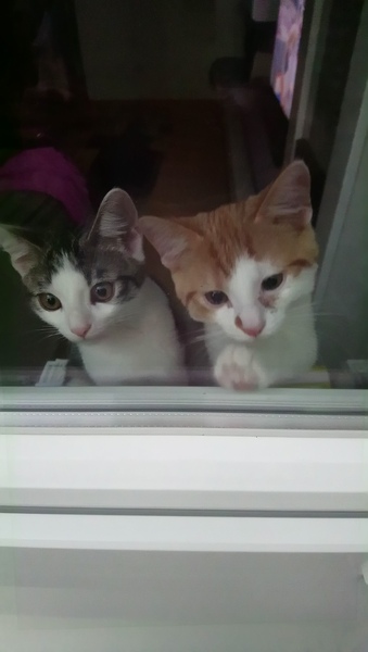 Letting Kittens out