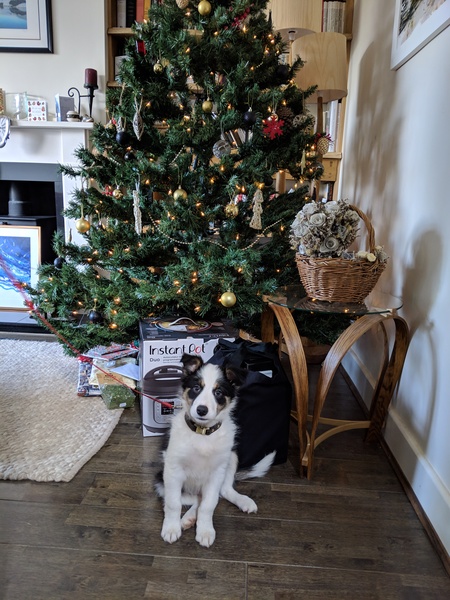 Puppy support