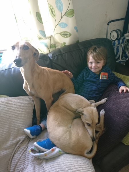 What type of dog would you recommend to us?