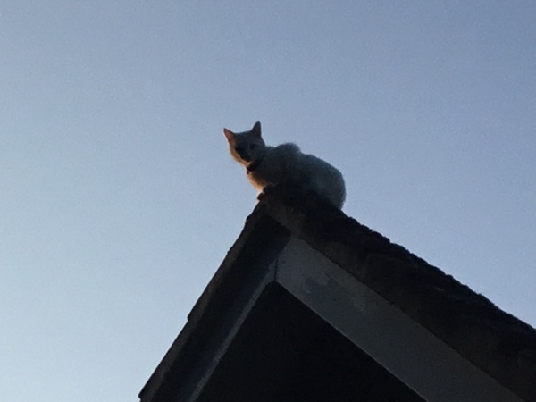 Cats aids/FIV