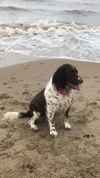 To ask you to post pictures of your pets?