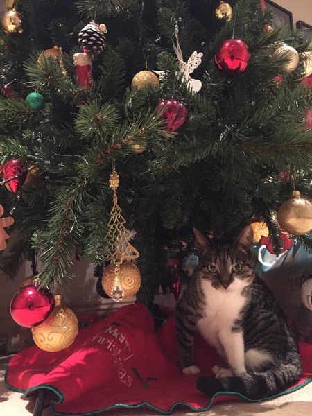 Feel like I am a disappointment to my cats