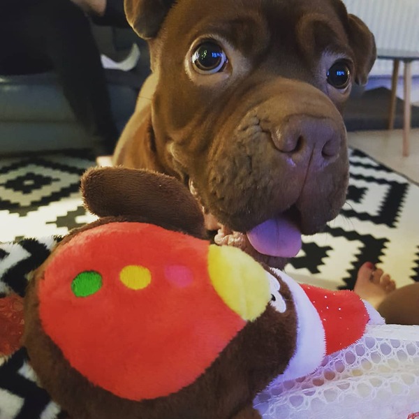 Sell me your dog