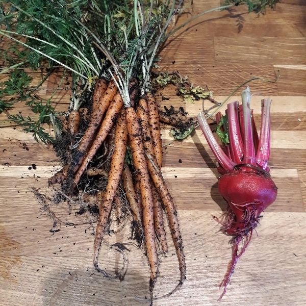 Allotment?Veg Patch Thread 13! Are we weathering the weather?