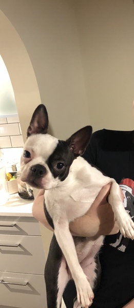 Sell me your dog