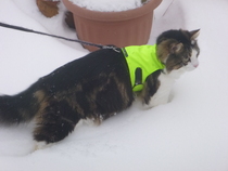 Walking cat on a lead