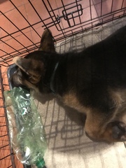 You know your dog is tired when...