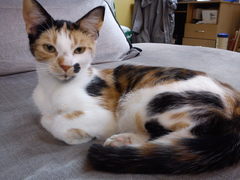 How old is my cat?