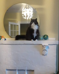 Just how do you get a good photo of you cat because mine just won't stay still