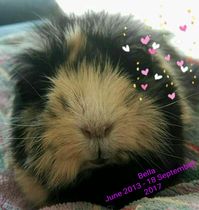 To ask you to post pictures of your pets?