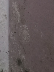 Damp specialists.... I need you!