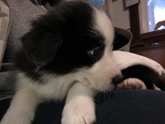 New Border Collie Puppy - Much excitement and need name!